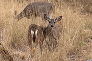 Coues Whitetail deer, Odocoileus virginianus couesi