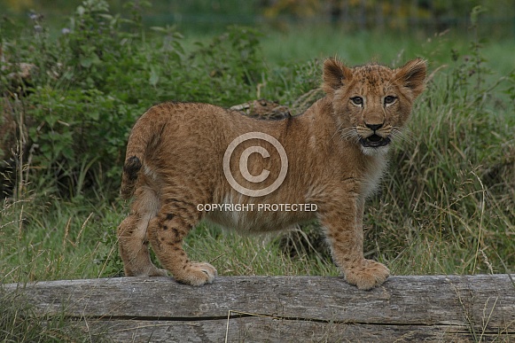 Lion Cub Standing On Log Facing Camera