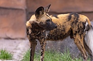 African Painted Dog