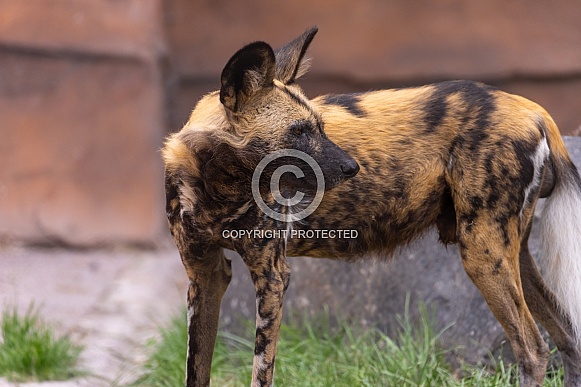 African Painted Dog