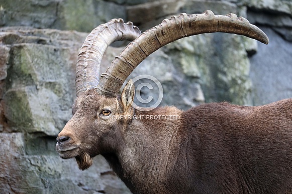 Alpine Ibex (Capra ibex)