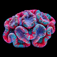 Marbled Lobophyllia Brain Coral