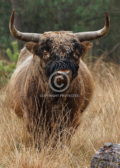 Highland Cow