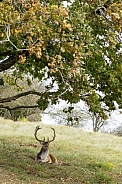 Fallow Deer during mating season