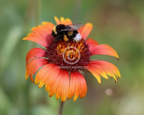 Busy Bumblebee