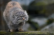 Pallas's cat