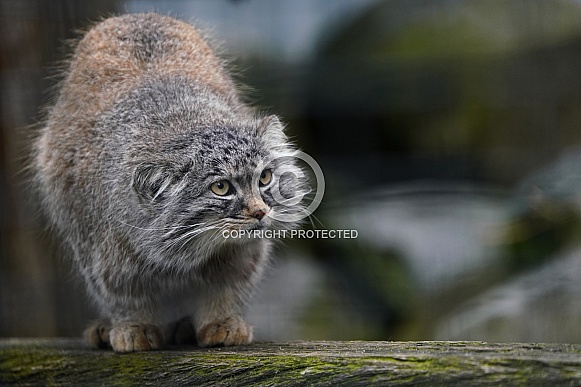 Pallas's cat