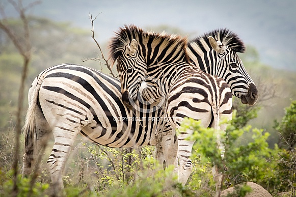 Zebras playing in Kruger Park, South Africa