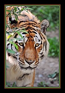 Bengal Tiger