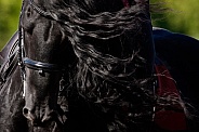 Friesian Horse--Friesian Beauty