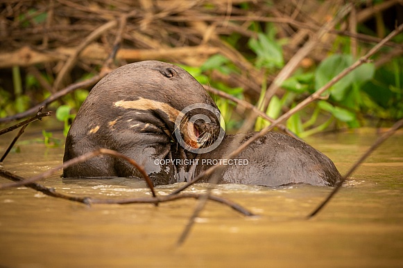 Giant river otter in the nature habitat