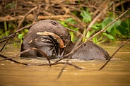 Giant river otter in the nature habitat