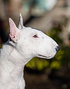 Profile image of a mini bull terrier