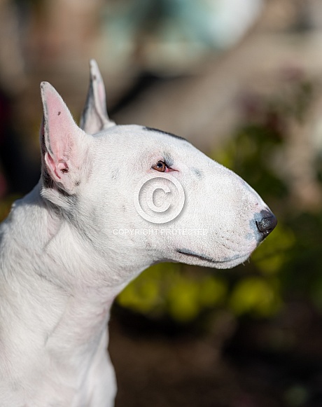 Profile image of a mini bull terrier Profile image of a mini bull terrier