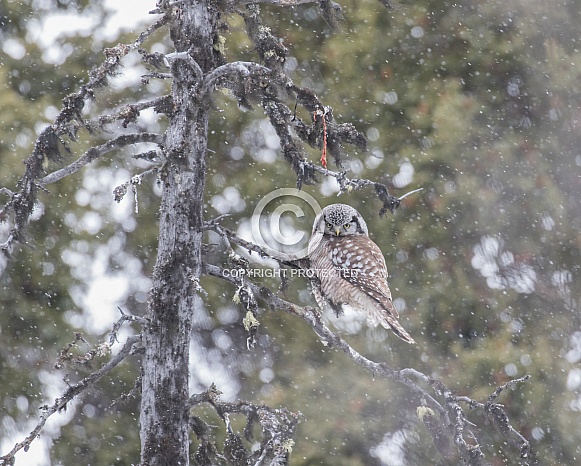 Northern Hawk Owl in Alaska