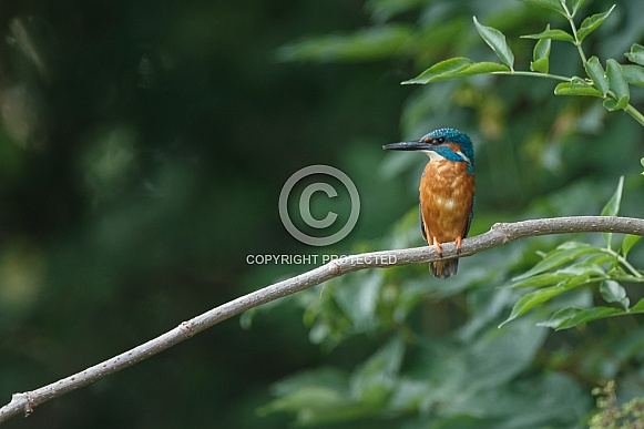 Kingfisher