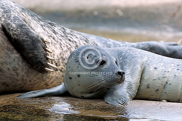 Grey Seal