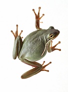 Green Treefrog