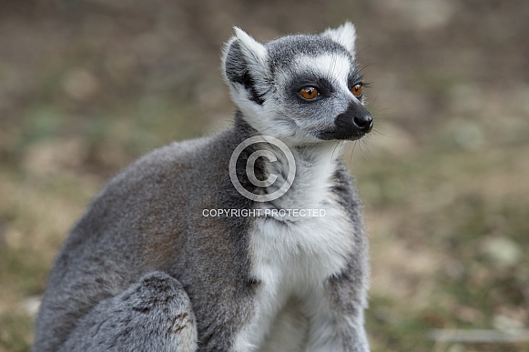 Ring-Tailed Lemur Ring-Tailed Lemur