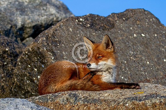 A fox on a rock A fox on a rock