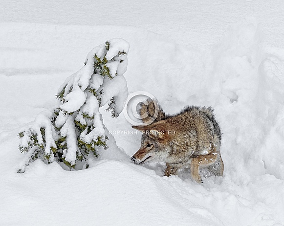Coyote-You Can't Hide Coyote-You Can't Hide