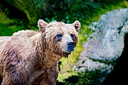 Wild Alaskan brown bear