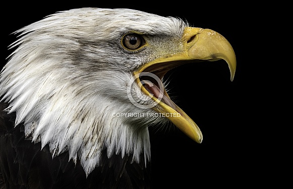 Bald Eagle Close Up Beak Open