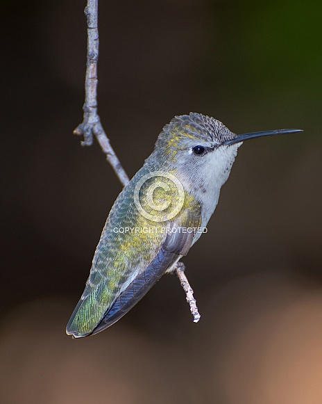 Hummingbird Hummingbird