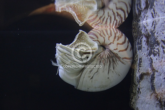 Chambered nautilus Chambered nautilus