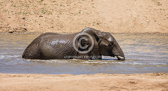 Elephant Bath