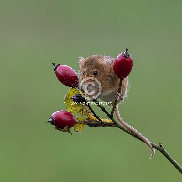 Harvest mice