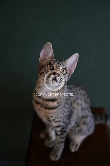 Savannah Cat