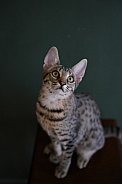 Savannah Cat