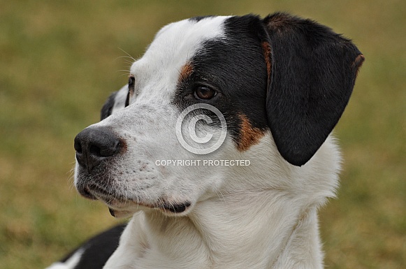 Porcelaine/ Bernese Mountain Dog Hybrid Porcelaine/ Bernese Mountain Dog Hybrid
