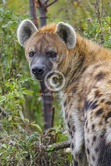 Spotted Hyena