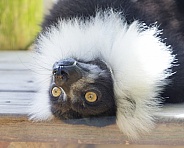 Lemur