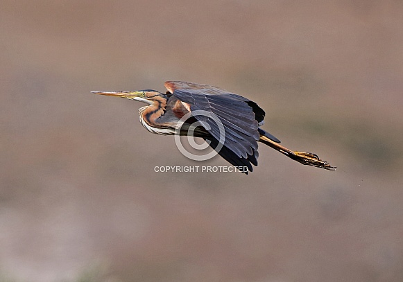 Purple Heron Purple Heron