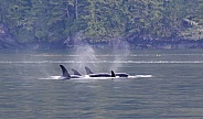 Large Pod of Northern Killer Whales