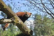 Red Panda