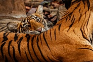 Beautiful tiger in the nature habitat. Tiger pose in amazing light. Wildlife scene with wild animal. Indian wildlife. Indian tiger. Panthera tigris tigris.