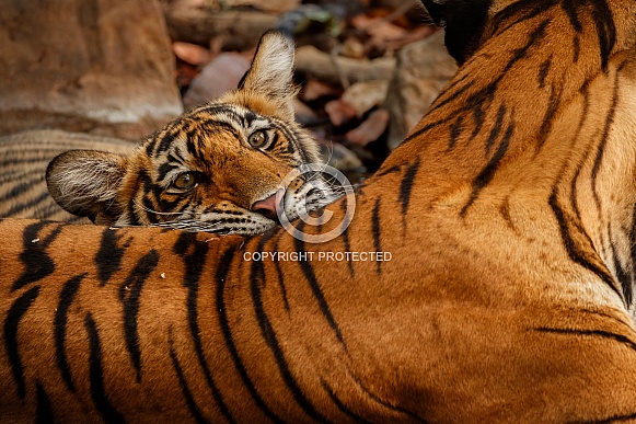 Beautiful tiger in the nature habitat. Tiger pose in amazing light. Wildlife scene with wild animal. Indian wildlife. Indian tiger. Panthera tigris tigris.