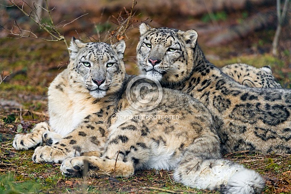 Snow Leopards