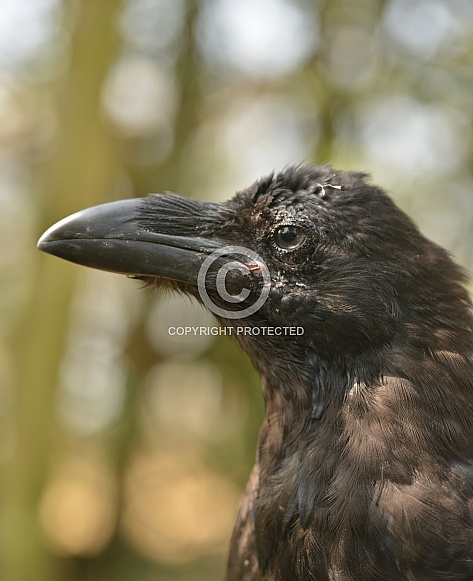 Raven