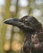 Raven