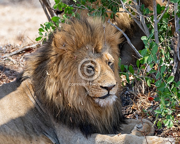 Male Lion