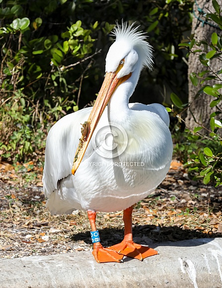 American White Pelican American White Pelican