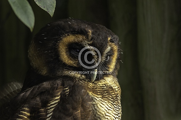 Brown wood Owl, close up Brown wood Owl, close up