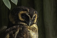 Brown wood Owl, close up
