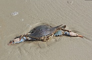 Female Blue Crab