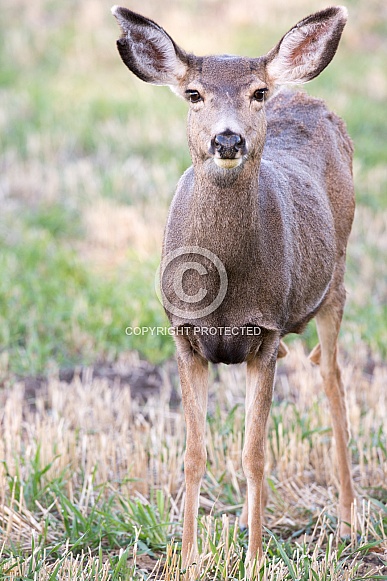 Wild mule deer mother and fawns